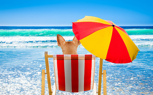 Chihuahua at the beach Chihuahua at the beach